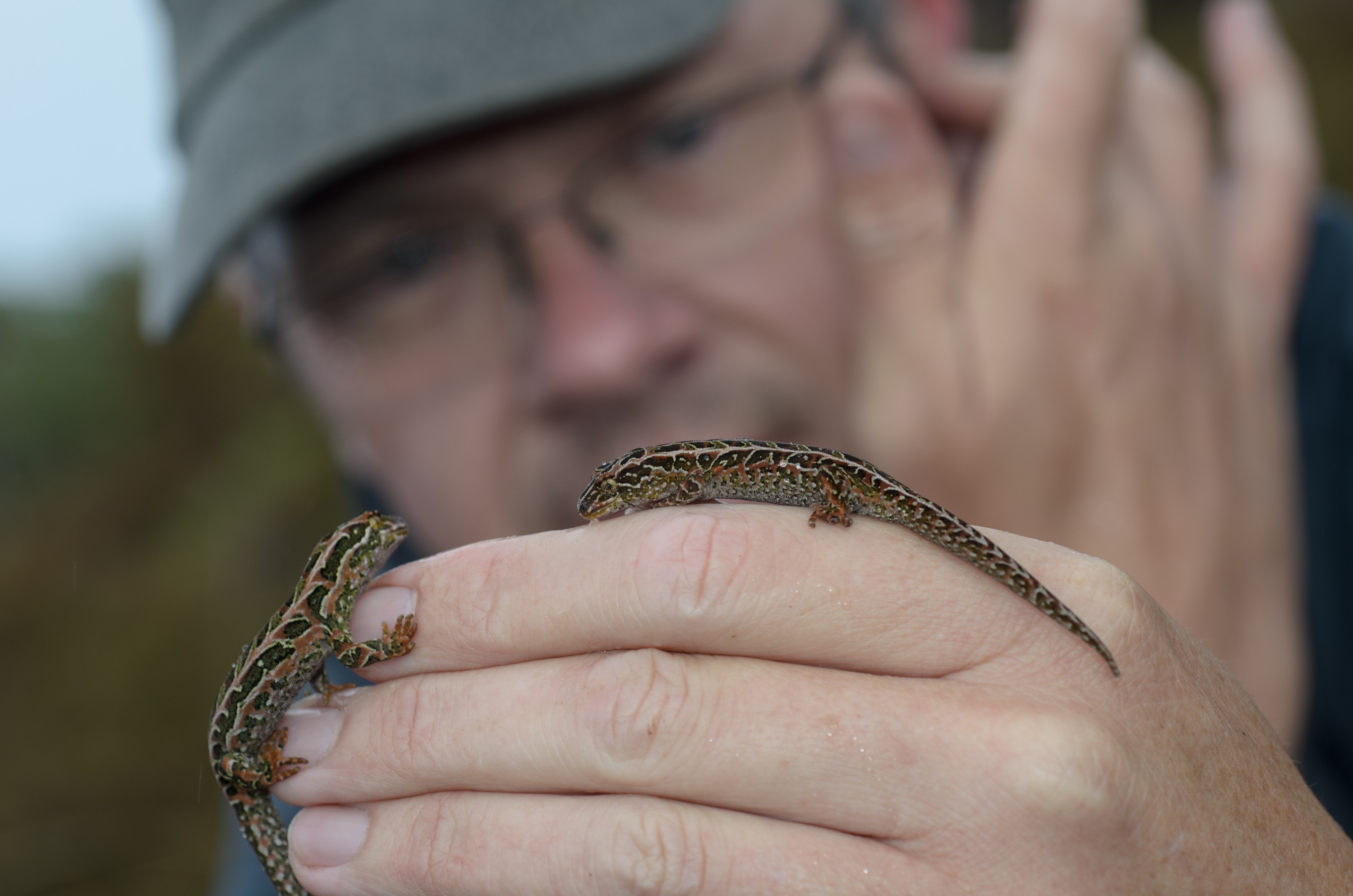 DSC_3033 – Adventure, Crispin, Hoplodactylus, Island, March 2017, National Park, New, New Zealand, Rakiura, South, Stewart, Tukutuku rakiurae, Zealand, amazing, gecko, harlequin gecko, rare, stunning